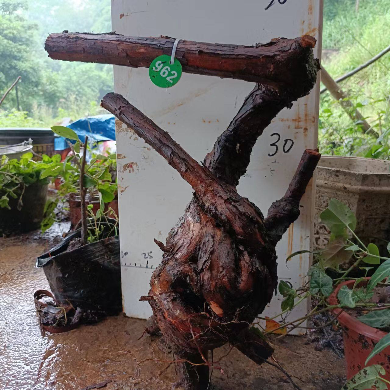 山木香精品素材月季大桩