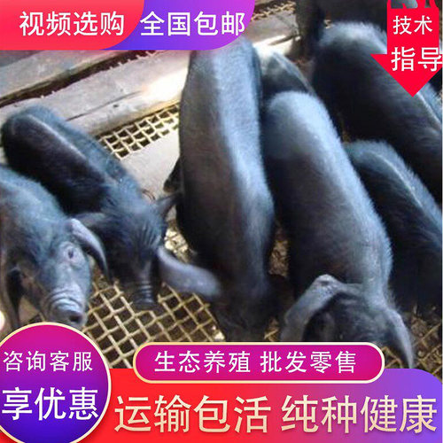 纯种苏太黑猪活体小猪崽活苗原种