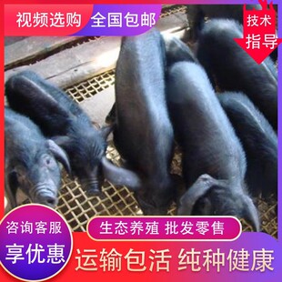 纯种苏太黑猪活体小猪崽活苗原种太湖母猪长白大白二元母猪仔活猪