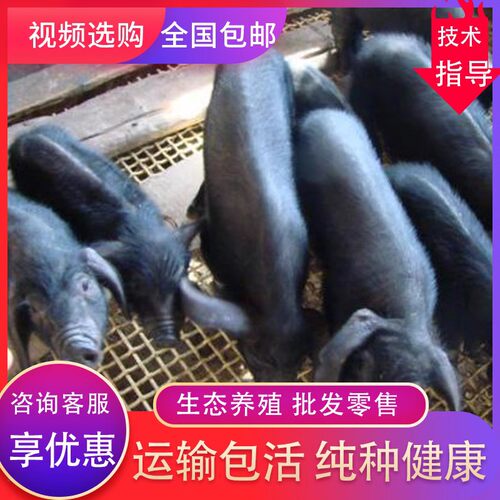 黑猪太湖母猪苏太大白猪仔小猪崽