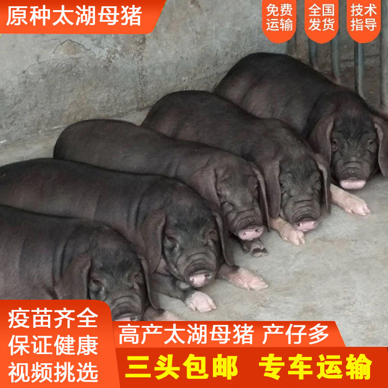 原种太湖母猪黑金刚苏太国寿黑长白二元梅山高产种猪仔二花脸活苗