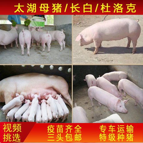 原种太湖母猪杜洛克长白二元苏太