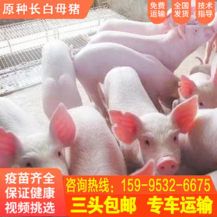 原种大约克母猪长白猪活猪仔二元太湖苏太大白杜洛克种公猪黑金刚