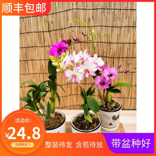石斛兰带花价格 石斛兰带花图片 星期三