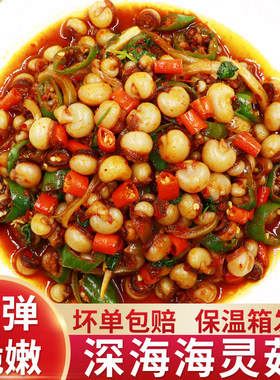 延边海灵姑辣炒海灵菇啤酒特大大号章鱼海鲜新鲜冷冻鱿鱼吸盘