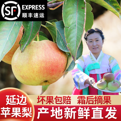 延边新鲜苹果梨产地直发朝鲜族