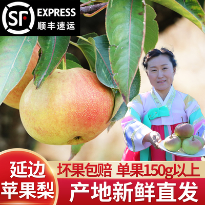 延边龙井苹果梨150g以上捡漏