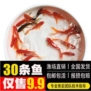 草金鱼活鱼锦鲫鱼锦鲤金鱼活体观赏鱼闯缸鱼饲料鱼小金鱼活鱼 包邮
