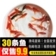 草金鱼活鱼锦鲫鱼锦鲤金鱼活体观赏鱼闯缸鱼饲料鱼小金鱼活鱼 包邮