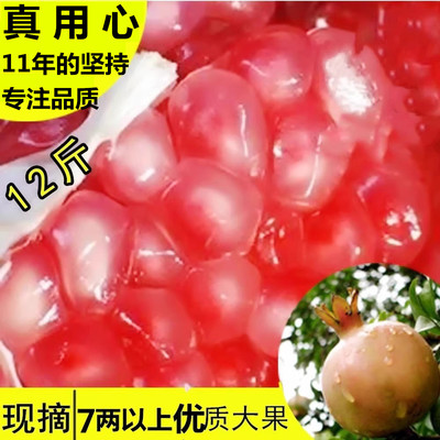 我们只卖30多年的老树蒙自石榴
