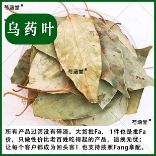 乌药叶500克 浙江野生中药材新货自然晒干无硫乌药叶粉平卧菊三七