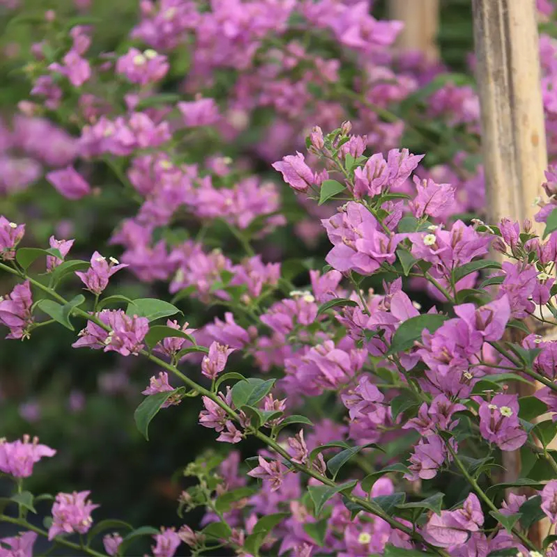 粉星星四季开花三角梅重瓣勤花小苗盆栽爬藤绿植庭院阳台