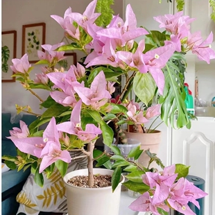 金夫人四季开花三角梅重瓣勤花小苗盆栽爬藤绿植庭院阳台