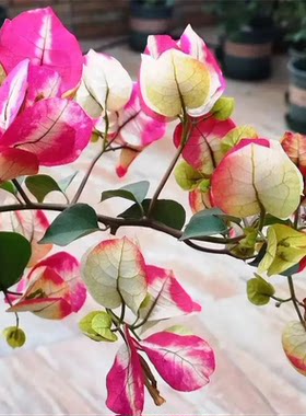 凤凰三角梅四季开花重瓣勤花小苗盆栽爬藤绿植庭院阳台