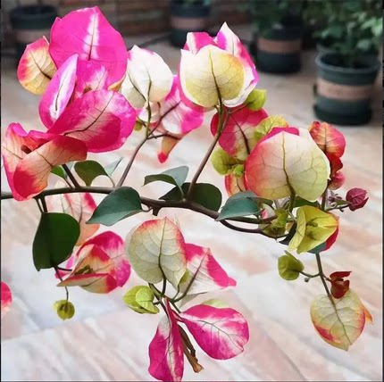 凤凰三角梅四季开花重瓣勤花小苗盆栽爬藤绿植庭院阳台