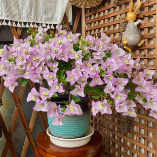 丽娜四季开花三角梅重瓣勤花小苗盆栽爬藤绿植庭院阳台