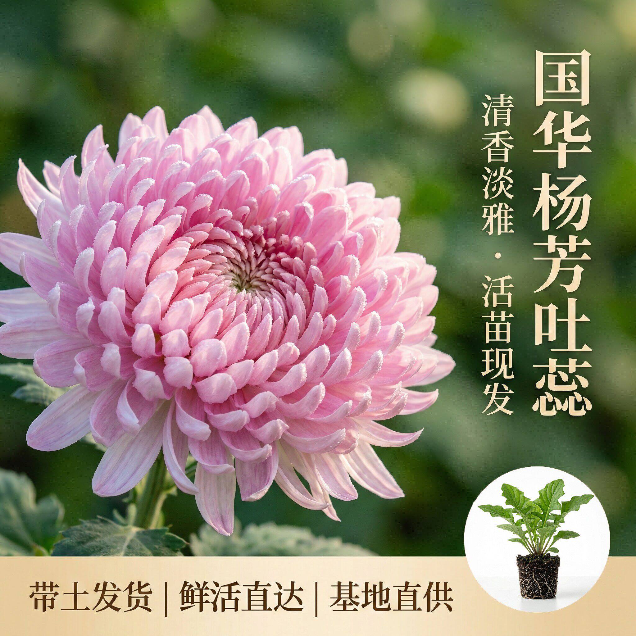 国华杨芳吐蕊大菊花苗多年生花卉活苗现发阳台盆栽四季开花