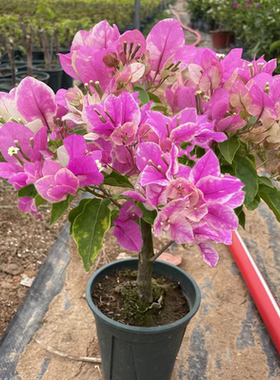 漳红樱三角梅重瓣四季开花爬藤