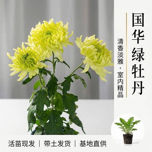 国华绿牡丹大菊苗现发四季开花