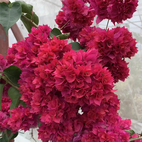 重瓣红四季开花三角梅重瓣勤花小苗盆栽爬藤绿植庭院阳台