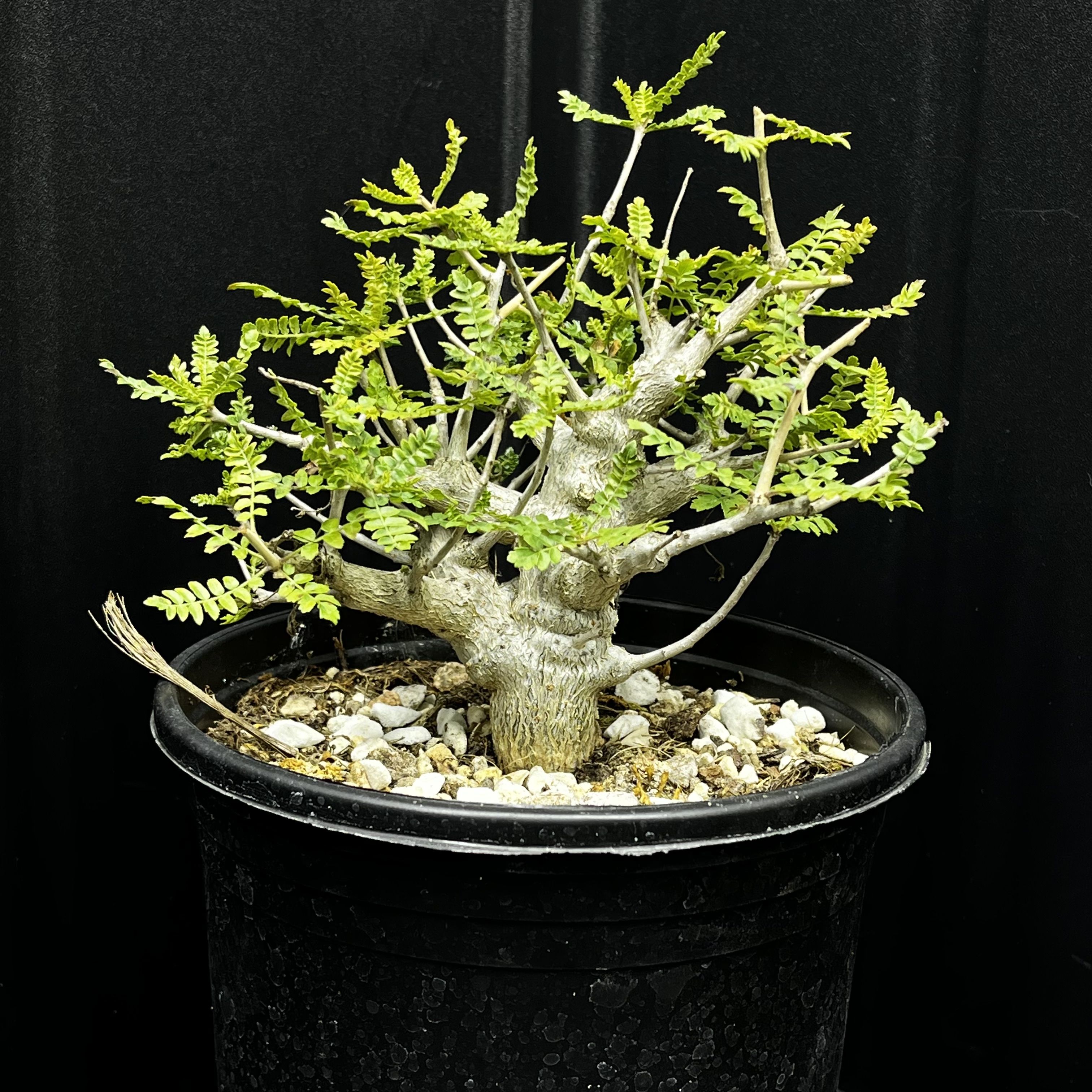 尼勒达乳香 Boswellia neglecta 橄榄科 乳香属  实生苗 一物一拍,鲜花速递/花卉仿真/绿植园艺,大型绿植/成品组合盆栽,淘宝优惠券,粉丝福利购,淘宝优惠卷