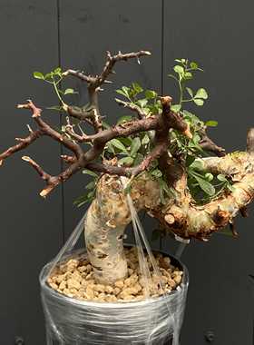 白皮卡塔夫  Commiphora kataf  产地熟桩养定 造型独特 味道好闻