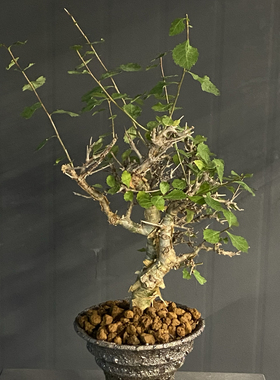 怀特没药橄榄 Commiphora wightii  金黄色表皮 枝条多  造型独特
