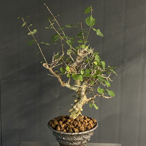 怀特没药橄榄 Commiphora wightii  金黄色表皮 枝条多  造型独特