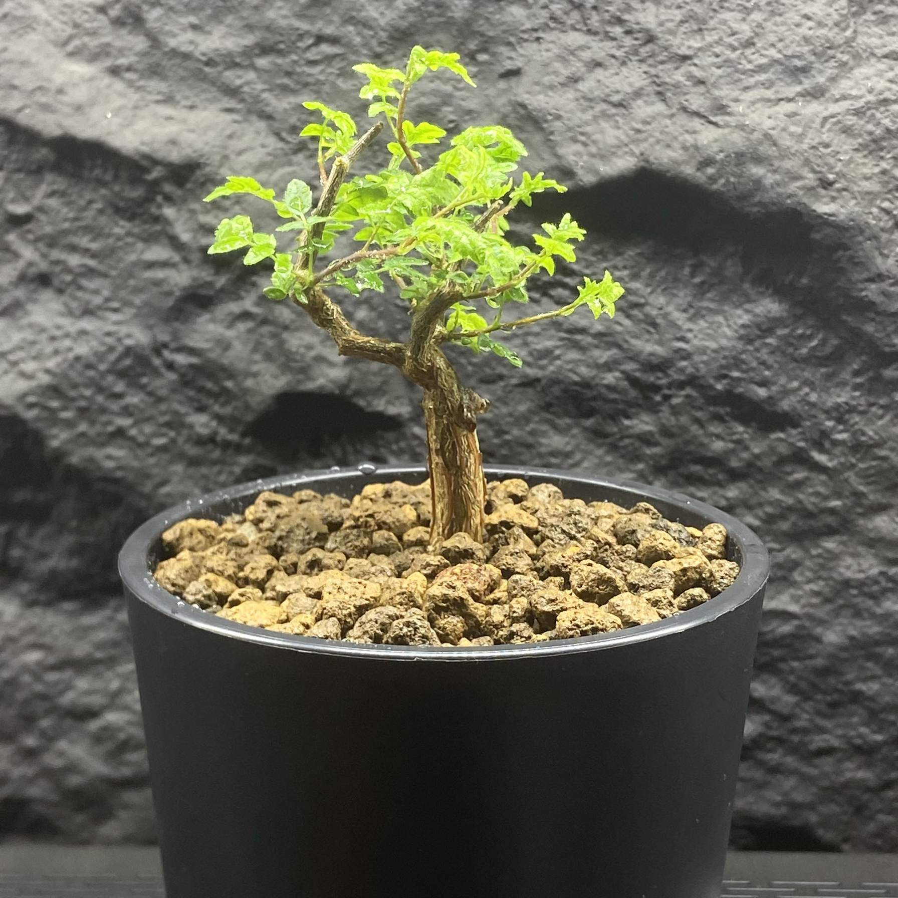 滔天橄榄 Commiphora monstruosa  羽毛一样的叶子带有香橙松香味