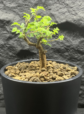 滔天橄榄 Commiphora monstruosa  羽毛一样的叶子带有香橙松香味