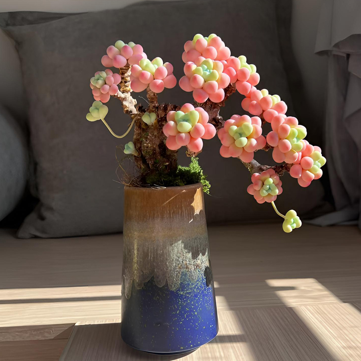 精致控养洛可可老桩多肉植物盆栽阳台桌面装饰室内花卉新手好养