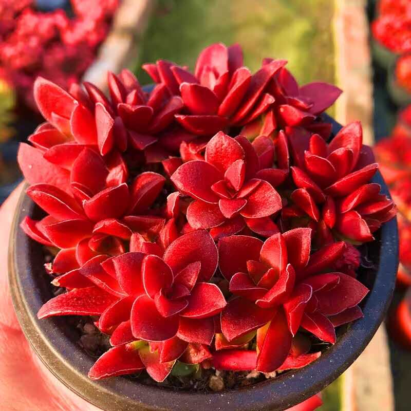 满额包邮多肉植物【红叶祭】赤鬼城血红色好养绿植室内桌面防辐射