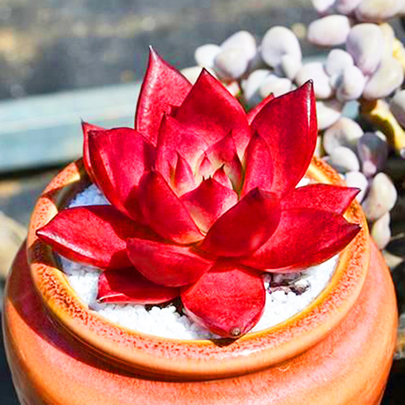 新款多肉植物卡宴东云/紫色暗纹/稀有趣味肉肉盆栽花卉窗台防辐