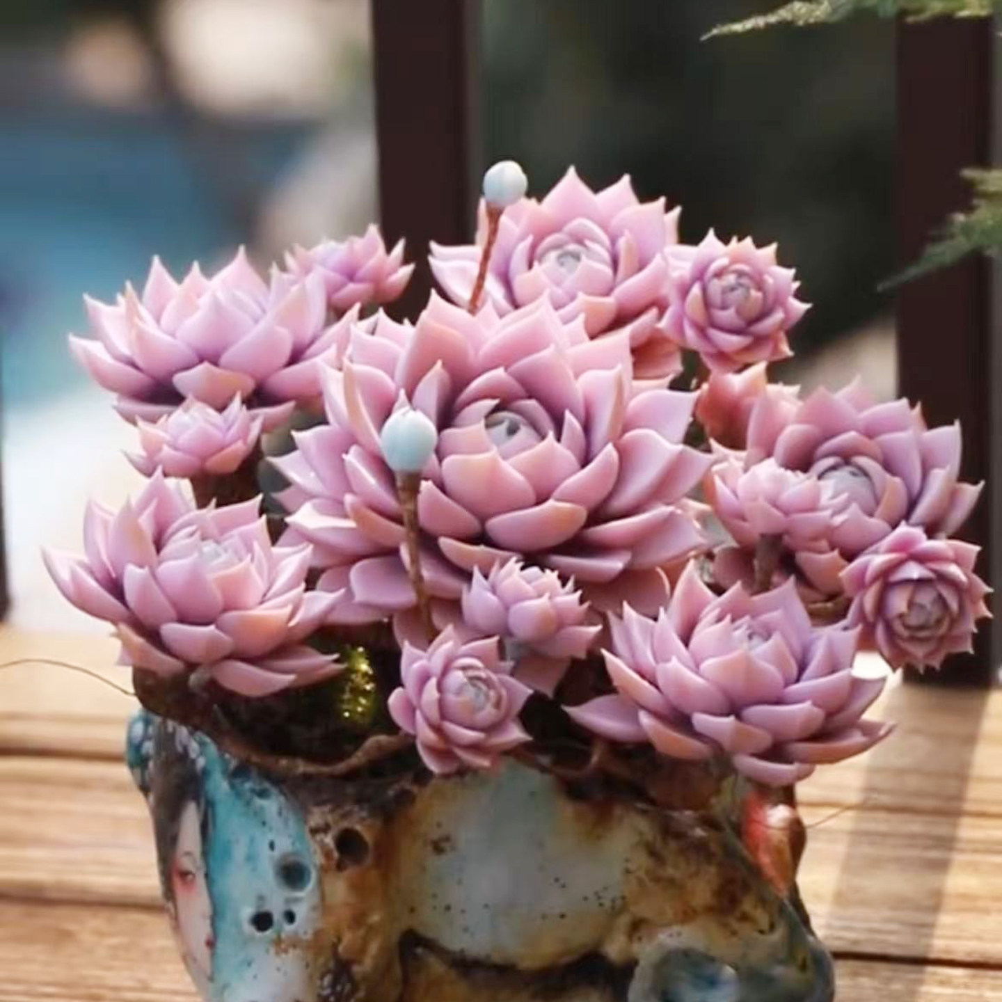 稀有精美粉色多肉植物木樨甜心老桩莲花状带盆桌面盆栽花卉绿植