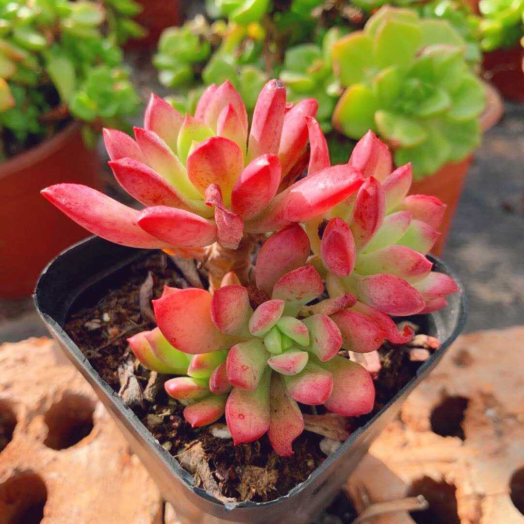 精品多肉植物【红稚莲】果冻红老桩/新手肉肉奇趣盆栽阳台防辐射