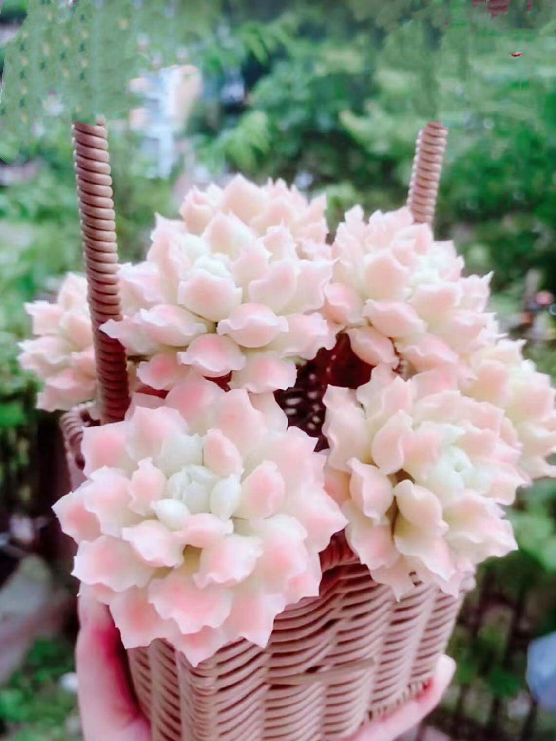 进口罕见多肉植物水晶之恋老桩趣味办公桌花卉室内盆栽阳台防辐射