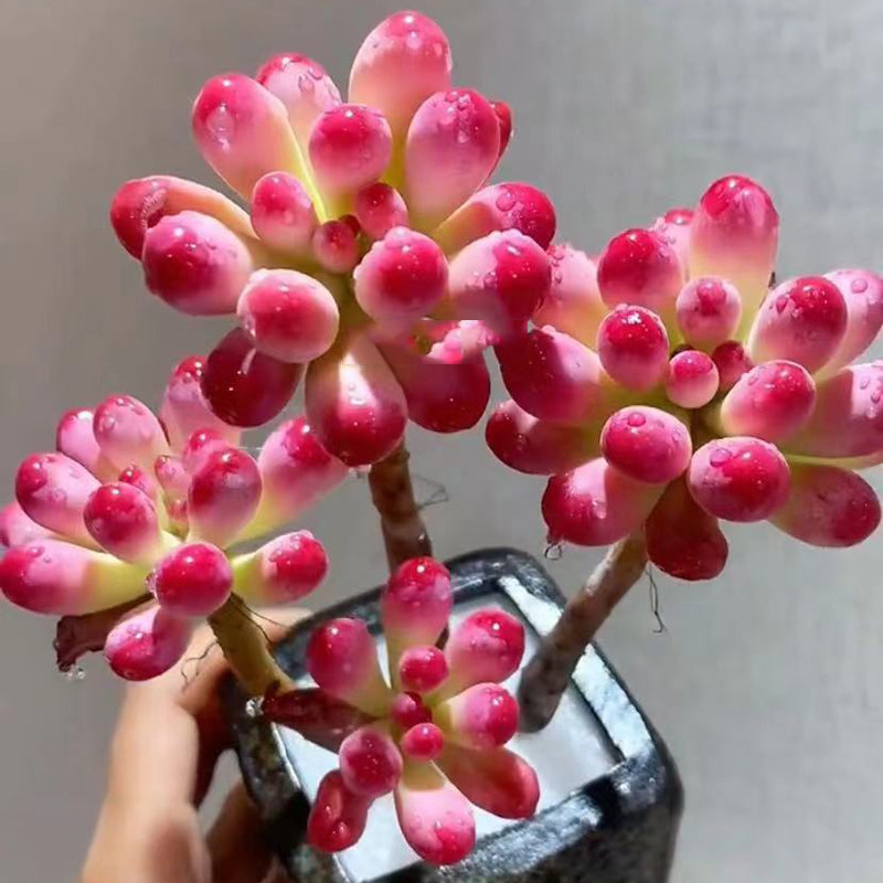 果冻乙女心老桩基地控养趣味多肉植物办公花卉室内盆栽阳台防辐射