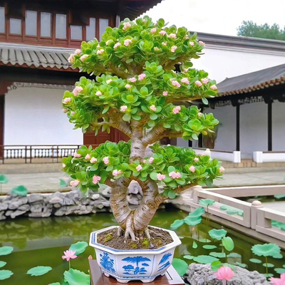 黄金玉树花卉盆栽绿植稀有叶阳台