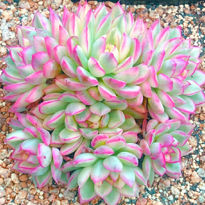 稀有精美单桩果冻女雏锦 办公桌容易多肉植物盆栽花卉阳台防辐射