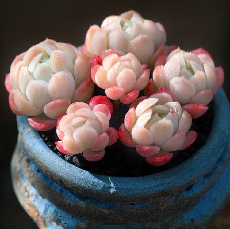 多肉植物【奶油/双子贝瑞】精品露养群生多头老桩盆栽桌面防辐射
