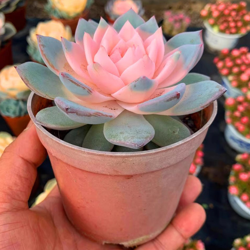 多肉植物大颗彩色粉蓝鸟室内好养不褪色绿植花卉盆栽阳台防辐射