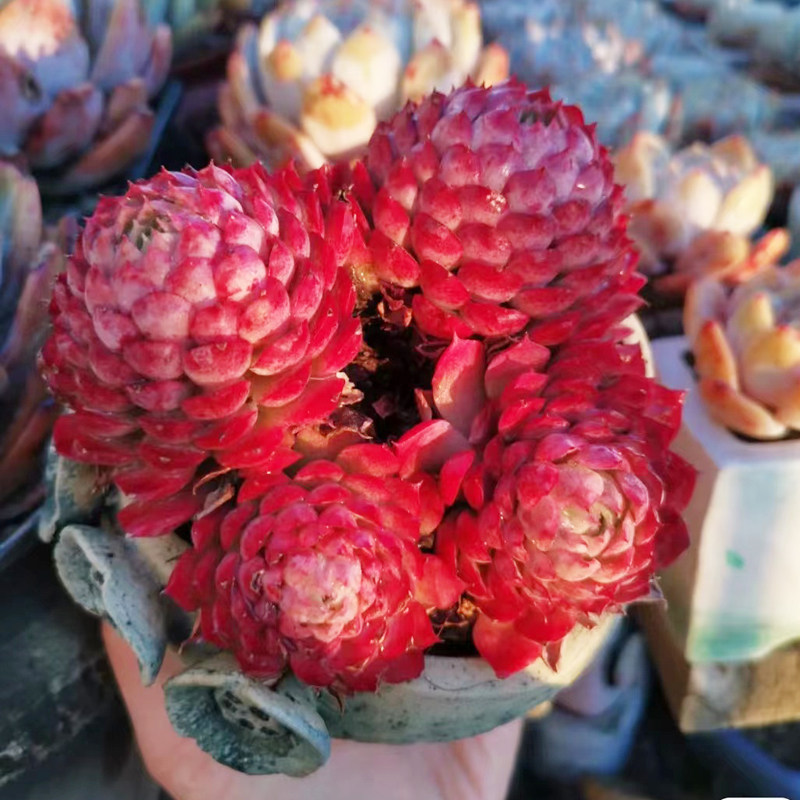 大颗果冻红朱砂痣老桩趣味多肉植物办公室内花卉盆栽阳台防辐射