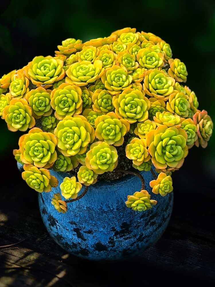 百合丽丽自带香味盆栽多肉植物