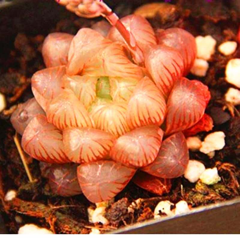 满额玉露红色办公室多肉植物包邮