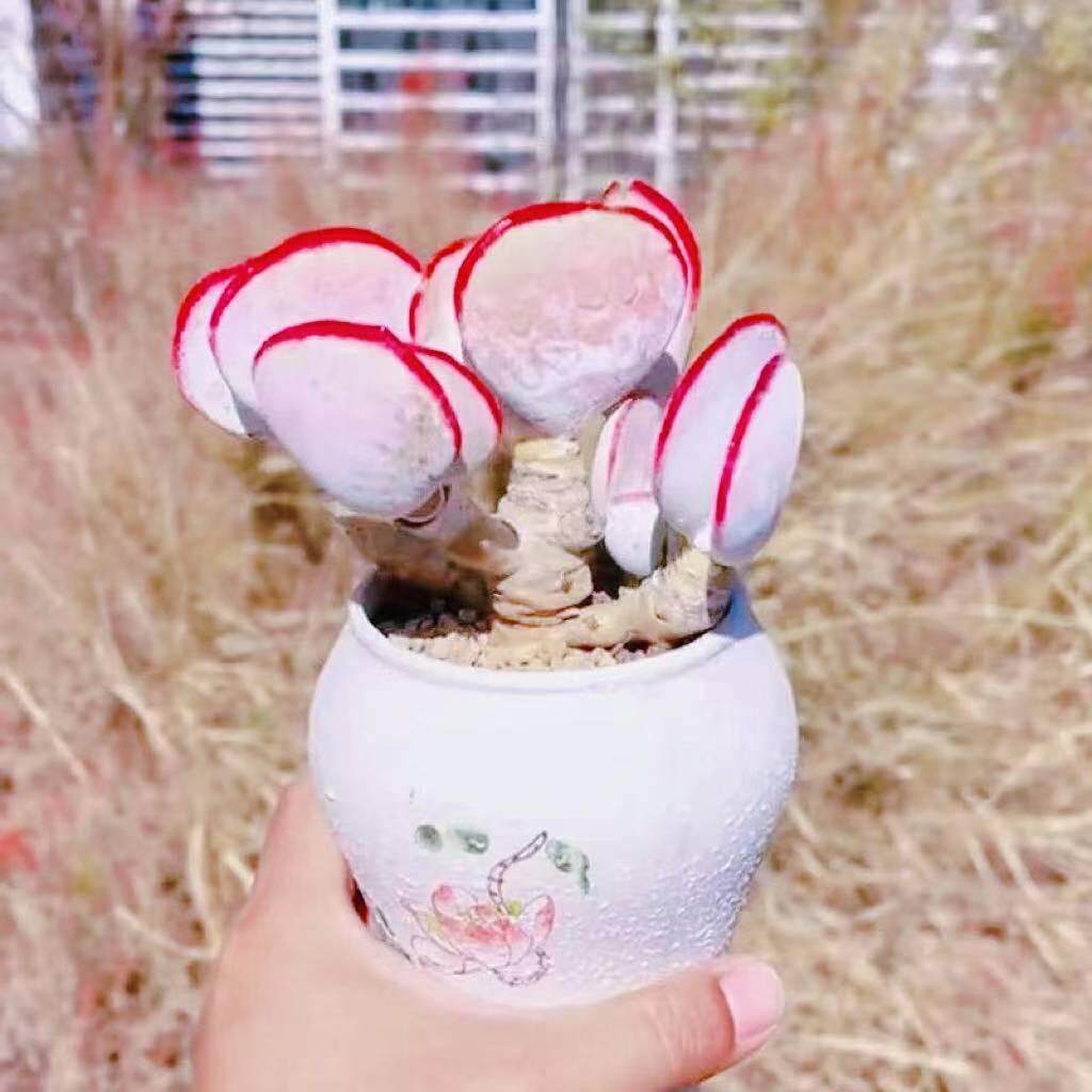 进口贵货丸叶白眉老桩新手好养多肉植物阳台室内花卉盆栽防辐射