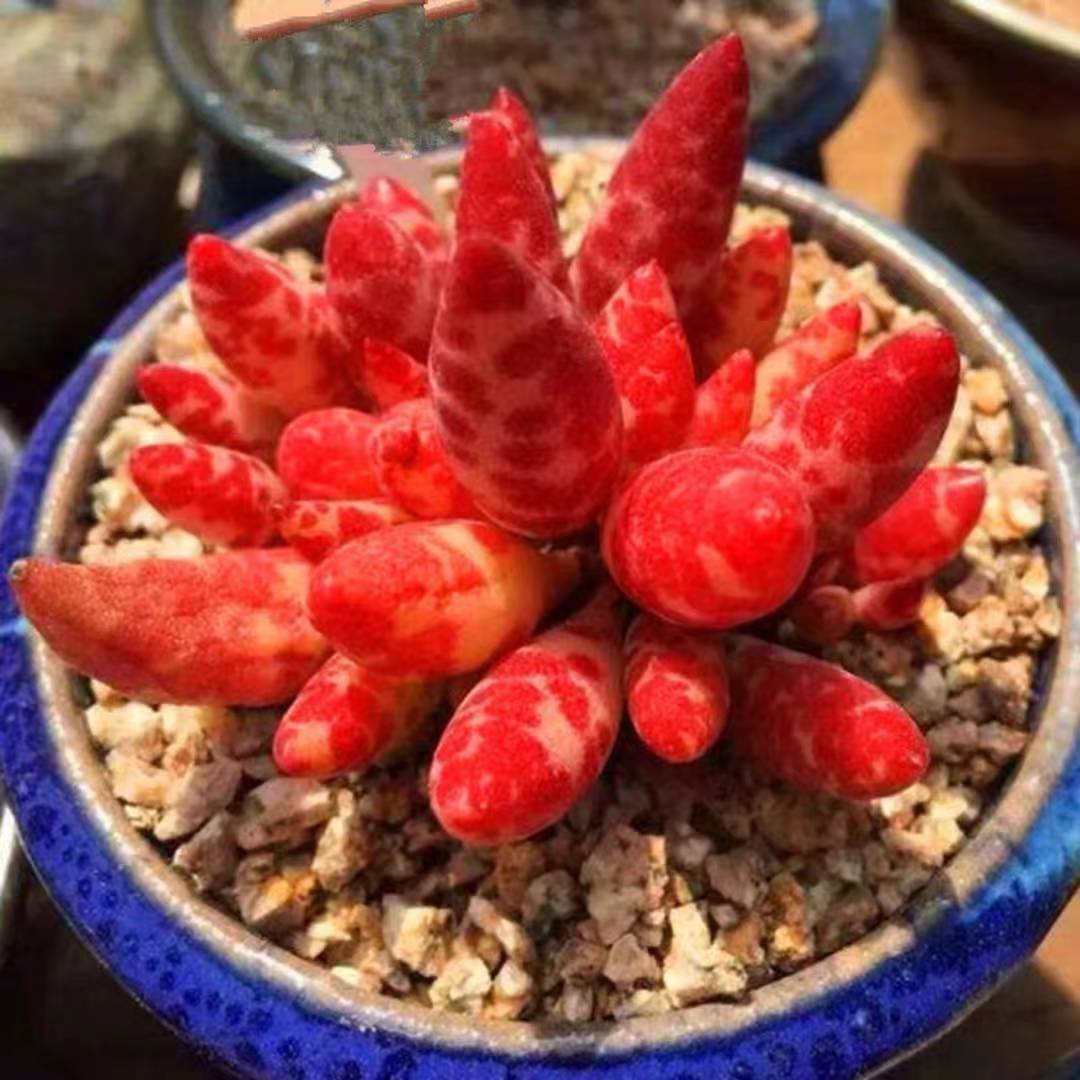 梅花鹿水泡多肉植物景天稀有品种办公室净化空气美观绿植花卉盆栽