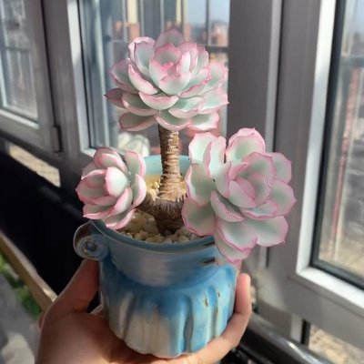 粉红伯克利锦多肉植物盆栽