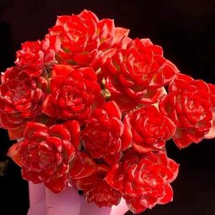 高贵控养玫瑰叶火焰蒂亚多肉老桩办公盆栽可室内室外优选多头发货