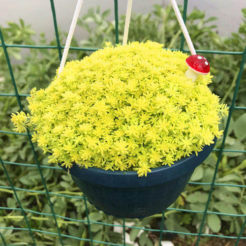 多肉植物【黄金薄雪万年草】易爆盆办公室防辐射吸甲醛绿植小盆栽