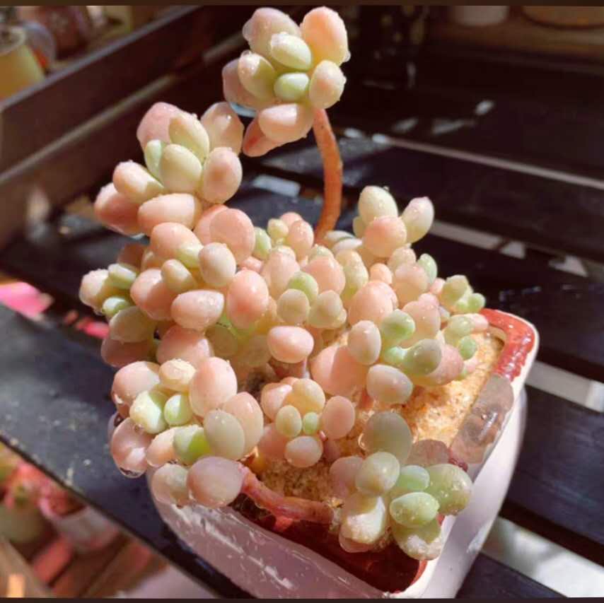 精品多肉植物【洛神】超美状态新款稀有罕见小贵货肉肉盆栽吸甲醛